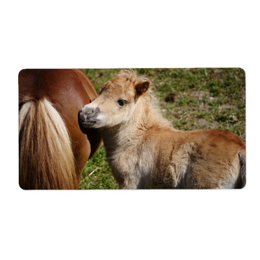 Sweet Haflinger Foal Etiket (Voorkant)