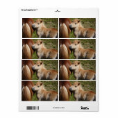 Sweet Haflinger Foal Etiket (Full Sheet)