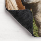 Sweet Haflinger Foal Muismat (Hoek)