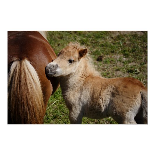 Sweet Haflinger Foal Perfect Poster (Voorkant)