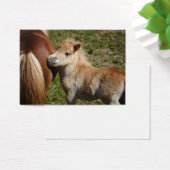Sweet Haflinger Foal Visitekaartjes (Bureau)