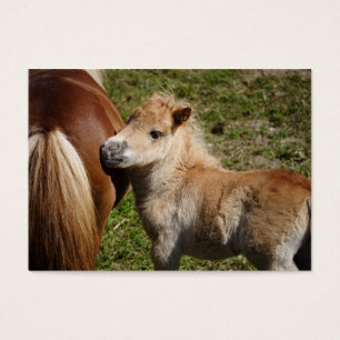Sweet Haflinger Foal Visitekaartjes