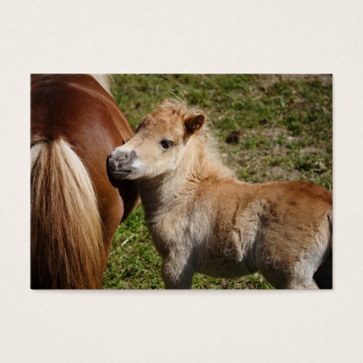 Sweet Haflinger Foal Visitekaartjes (Voorkant)