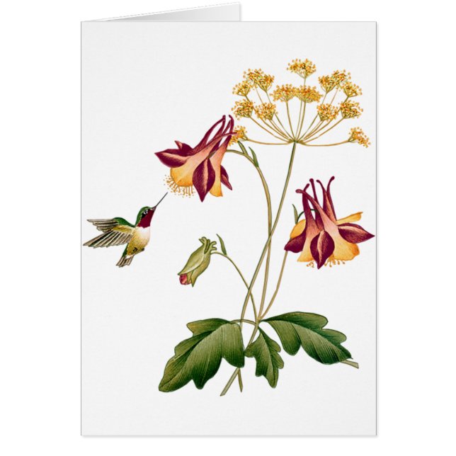 Sweet Hummingbird  Botanische Tuin (Voorkant)