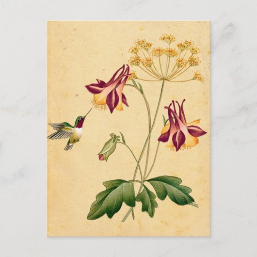 Sweet Hummingbird  Botanische Tuin Briefkaart (Voorkant)