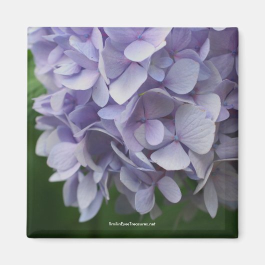 Sweet Hydrangea Flower fotomagneet - Gepersonalise Magneet (Voorkant)