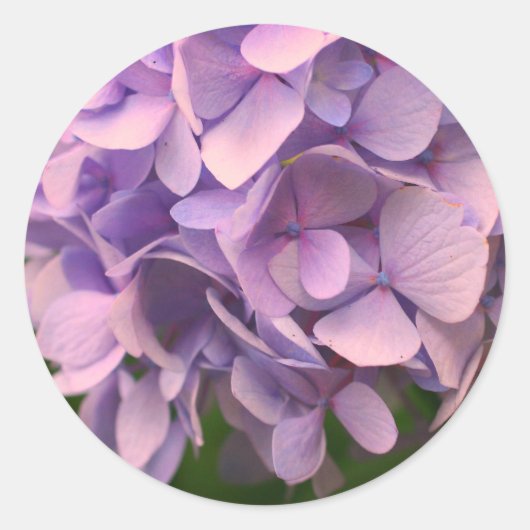 Sweet Hydrangea Flower Ronde Sticker (Voorkant)