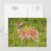 Sweet Innocence Briefkaart (Voorkant / Achterkant)