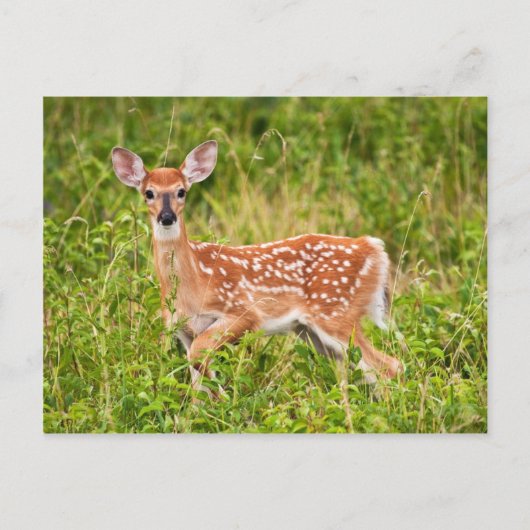 Sweet Innocence Briefkaart (Voorkant)