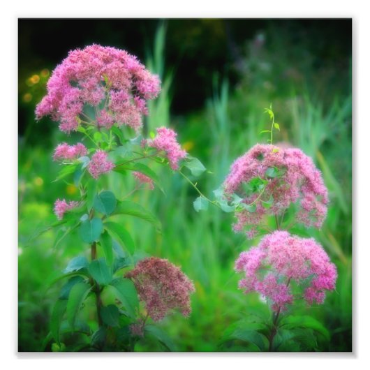 Sweet Joe Pye Weed Wildflower 8x8 Foto Afdruk (Voorkant)