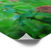 Sweet Joe Pye Weed Wildflower Poster (Hoek)