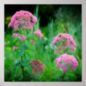 Sweet Joe Pye Weed Wildflower Poster (Voorkant)