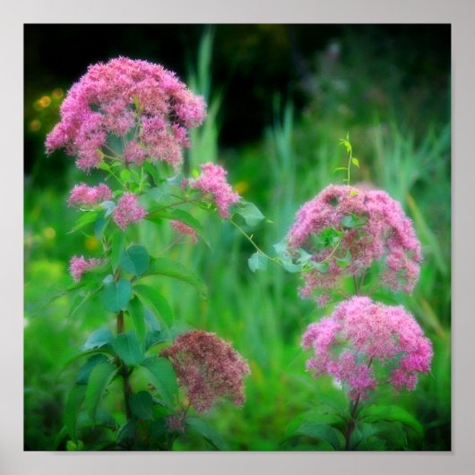 Sweet Joe Pye Weed Wildflower Poster (Voorkant)