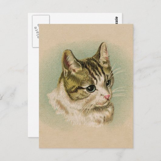 Sweet Kitten Briefkaart (Voorkant / Achterkant)