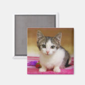 Sweet Kitten Magnet (Voorkant / Achterkant)