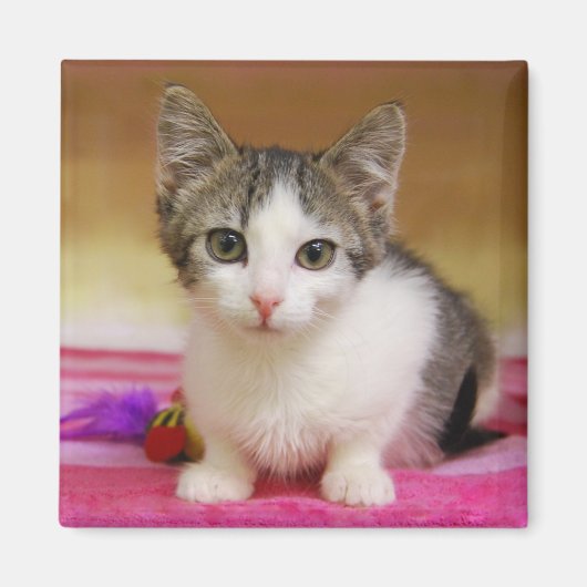 Sweet Kitten Magnet (Voorkant)
