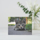 Sweet Kitten Post Card Briefkaart (Staand voorkant)