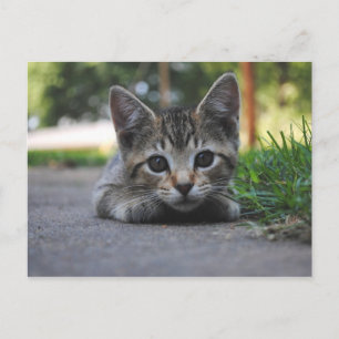 Sweet Kitten Post Card Briefkaart