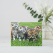 Sweet kleine kittens briefkaart (Staand voorkant)