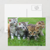 Sweet kleine kittens briefkaart (Voorkant / Achterkant)