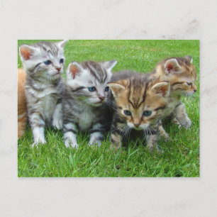 Sweet kleine kittens briefkaart