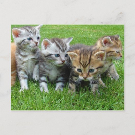 Sweet kleine kittens briefkaart (Voorkant)