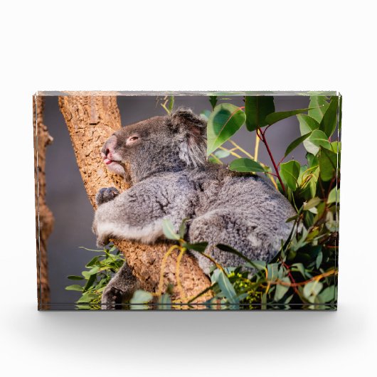 Sweet kleine koala fotoblokken (Voorkant)