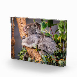 Sweet kleine koala fotoblokken