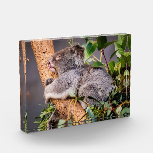 Sweet kleine koala fotoblokken (Links)