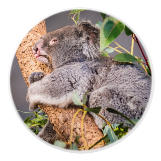 Sweet kleine koala keramische knop (Voorkant)
