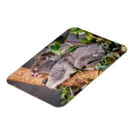 Sweet kleine koala magneet