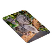 Sweet kleine koala magneet (Rechterzijde)
