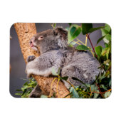 Sweet kleine koala magneet (Horizontaal)