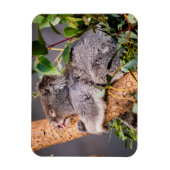 Sweet kleine koala magneet (Verticaal)