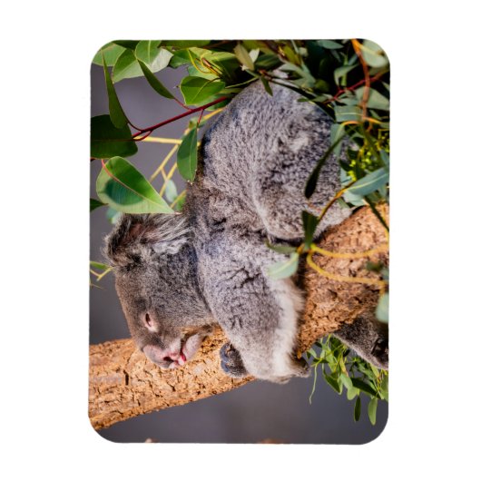 Sweet kleine koala magneet (Verticaal)