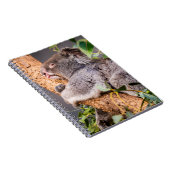 Sweet kleine koala notitieboek (Rechterzijde)