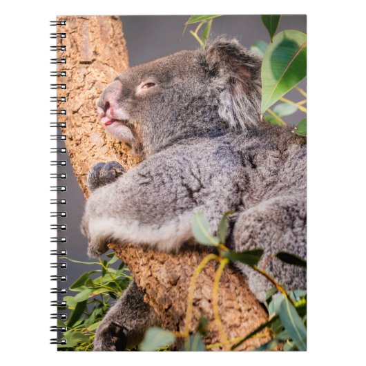 Sweet kleine koala notitieboek (Voorkant)