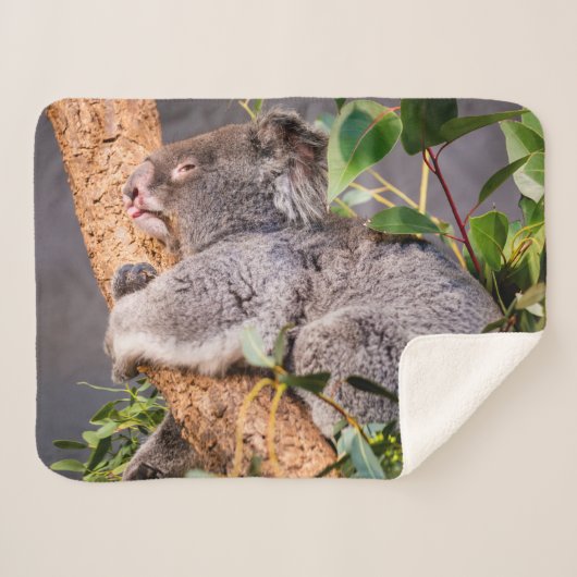 Sweet kleine koala sherpa deken (Voorkant (horizontaal))