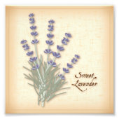 Sweet Lavender Foto afdrukken (Voorkant)