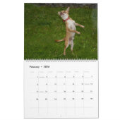 Sweet Little Chihuahua 2023 Kalender (Feb 2026)