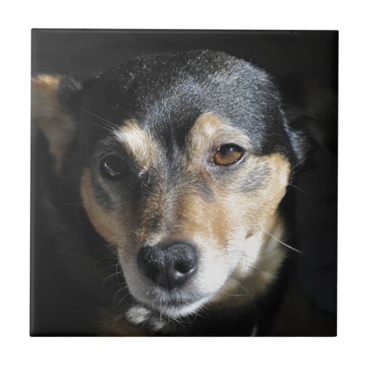 Sweet Little Dog Posing for the Camera Tegeltje (Voorkant)