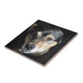 Sweet Little Dog Posing for the Camera Tegeltje (Zijkant)