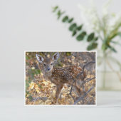 Sweet Little Fawn Deer in Bossen Photo Briefkaart (Staand voorkant)