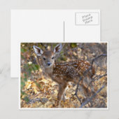 Sweet Little Fawn Deer in Bossen Photo Briefkaart (Voorkant / Achterkant)