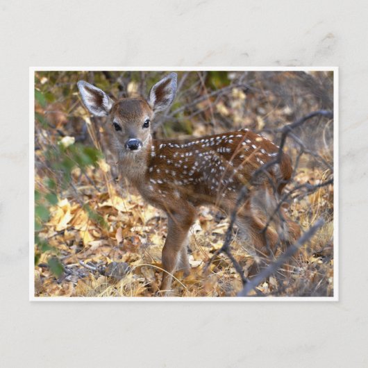 Sweet Little Fawn Deer in Bossen Photo Briefkaart (Voorkant)