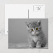 Sweet Little Kitten Briefkaart (Voorkant / Achterkant)