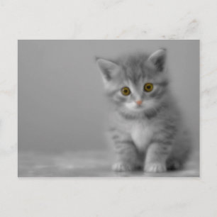 Sweet Little Kitten Briefkaart
