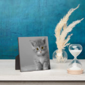 Sweet Little Kitten Fotoplaat (Insitu)