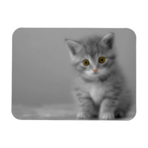 Sweet Little Kitten Magneet