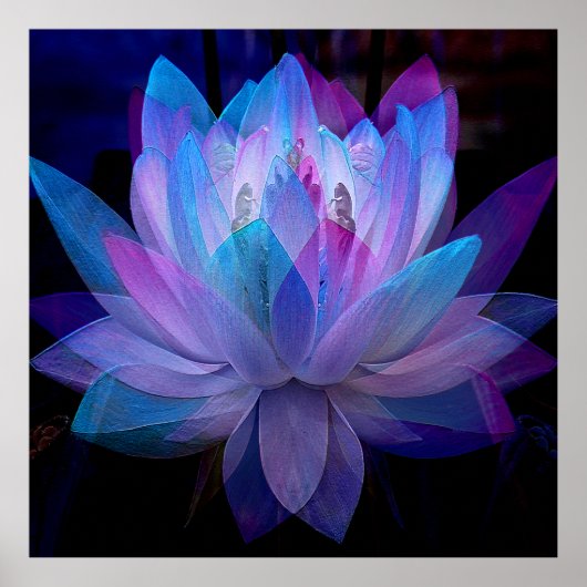 Sweet Lotus... Poster (Voorkant)
